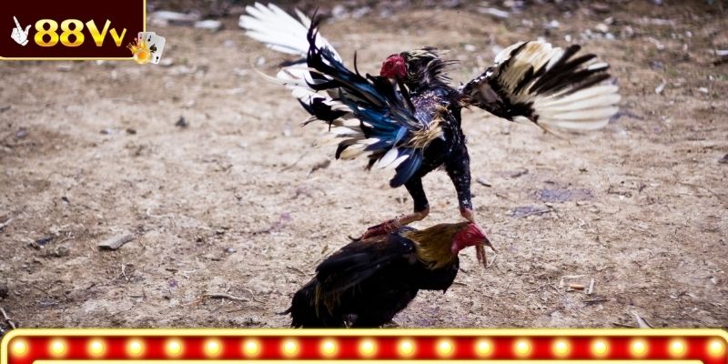 Bí quyết nhận biết chiến kê mạnh mẽ, dẻo dai