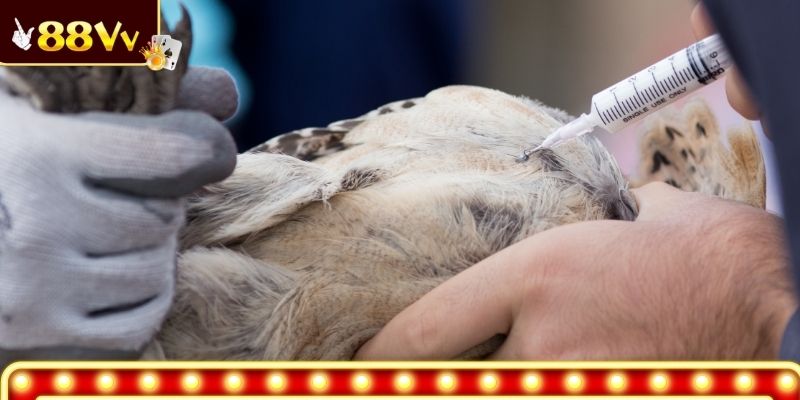 Các triệu chứng bệnh phổ biến ở gà chọi 