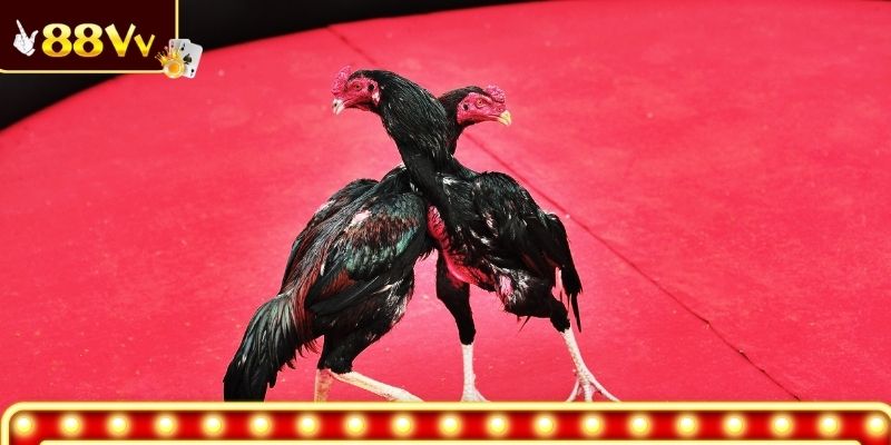 Đôi nét về sức hút đá gà Philippines 88VV