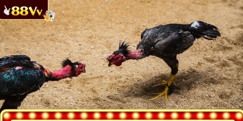 Gà Meron tung cựa trong khoảnh khắc quyết định