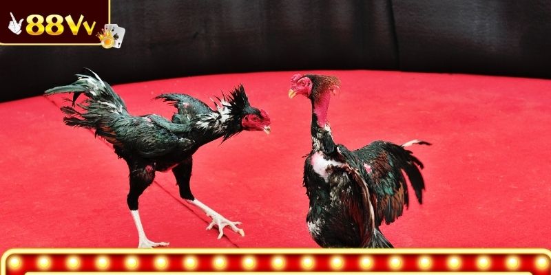 Giới thiệu về hình thức đá gà đòn trong 88VV