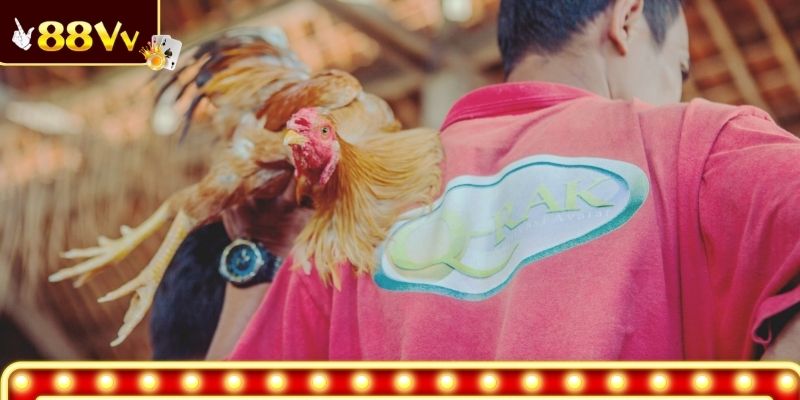 Khám phá về phòng bệnh cho gà chọi hiệu quả