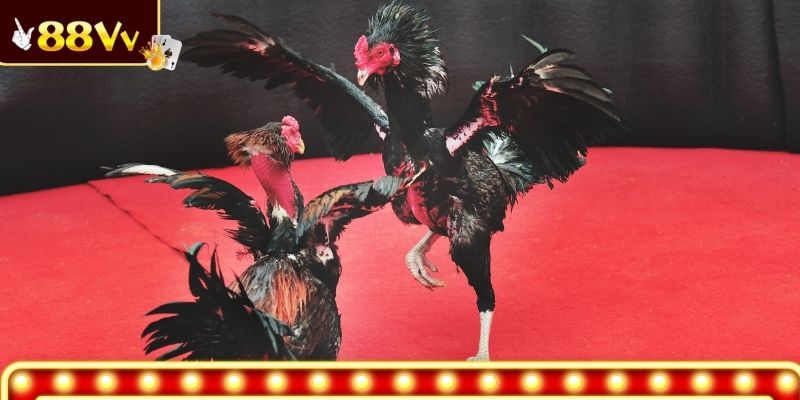 Khoảnh khắc chiến kê dồn lực trong từng hiệp đấu