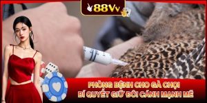 Phòng Bệnh Cho Gà Chọi - Bí Quyết Giữ Đôi Cánh Mạnh Mẽ
