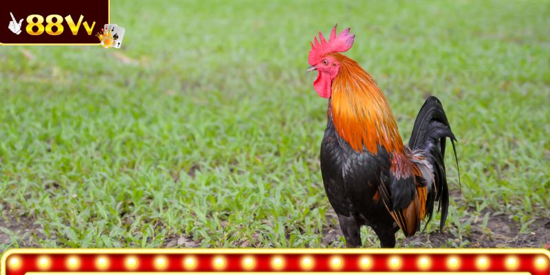 Trận đấu đá gà trực tuyến tại Đá Gà 88VV với hình ảnh sắc nét